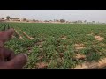 Potato crop cultivation in Pakistan / potato crop detail / potato cultivation 