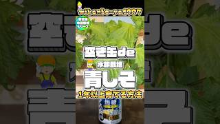 【1年中収穫可能】青しそは室内窓際で育てると秋冬でも収穫出来ます!枯れずに育て続ける奇跡の栽培方法!#ハーブ