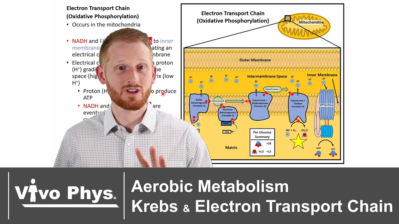 Glycolysis Citric Acid Cycle Electron Transport Chain