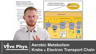 Aerobic Metabolism - Krebs Cycle and Electron Transport Chain