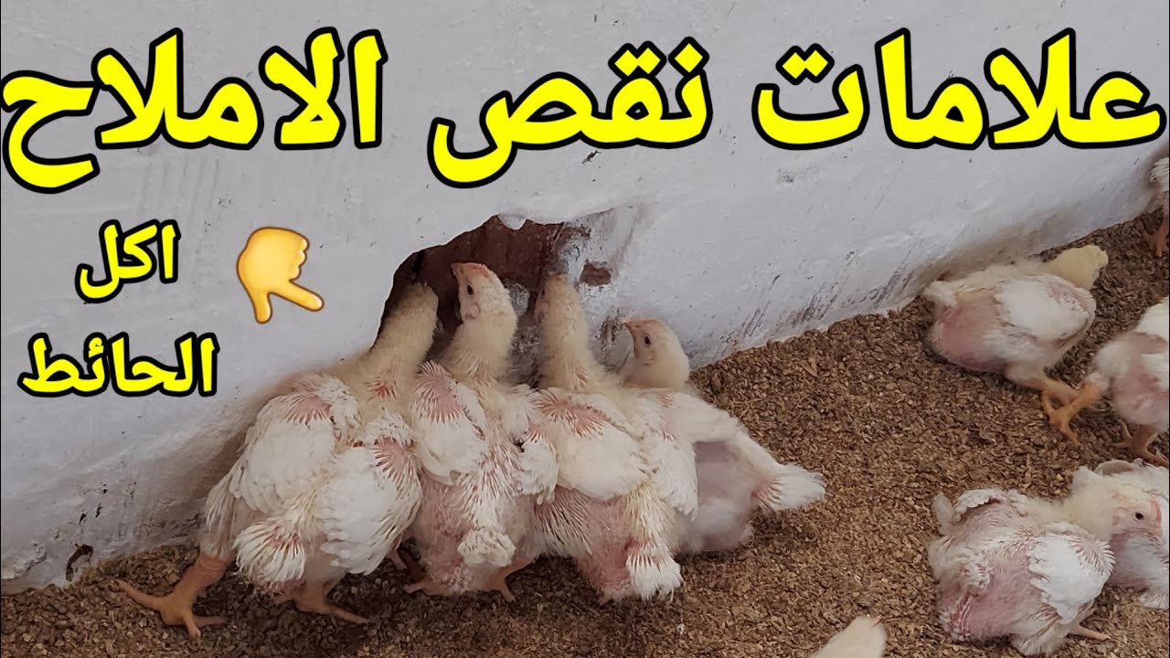 علامات نقص الاملاح في الفراخ البيضاء؟! بكل سهوله👌