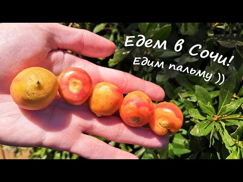 Какие пальмы растут в Сочи? Вкусные!))