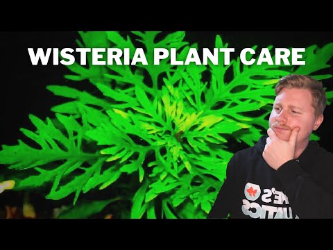 How To Grow, Propagate and Care for Water Wisteria / Hygrophila Difformis