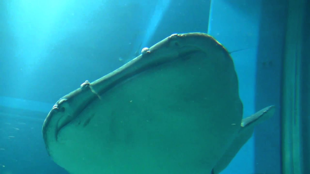体調不良で柱に衝突するジンベエザメ 大くん Osaka Aquarium Kaiyukan Japan Youtube