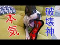 【検証】絶対に壊れないおもちゃタフィーvs破壊犬ゼロ！【ボストンテリアとフレンチブルドッグ】