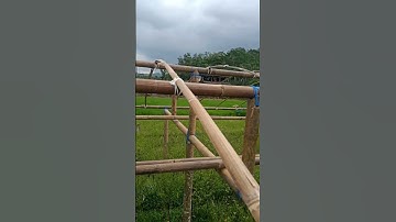 Thumbnail of green house dari bambu #menanamcabai #menanamcabaidalamgreenhouse #greenhouse