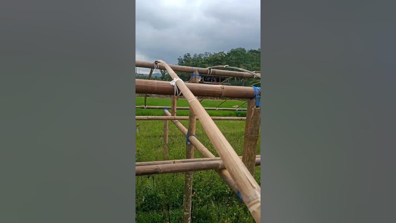 green house dari bambu #menanamcabai #menanamcabaidalamgreenhouse #greenhouse