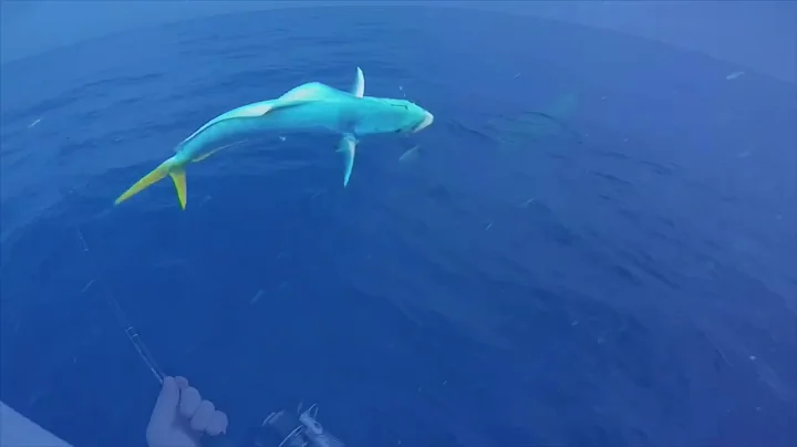 Mahi and grouper fishing, Fort Pierce, Florida