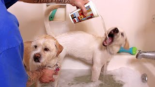 BATHING MY PUPPY AND DOG AT THE SAME TIME!!