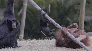 Primate Playmates  Baby Siamang Befriends Young Orangutan