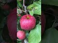 Pick Your Own Apples @ Triple B Farms