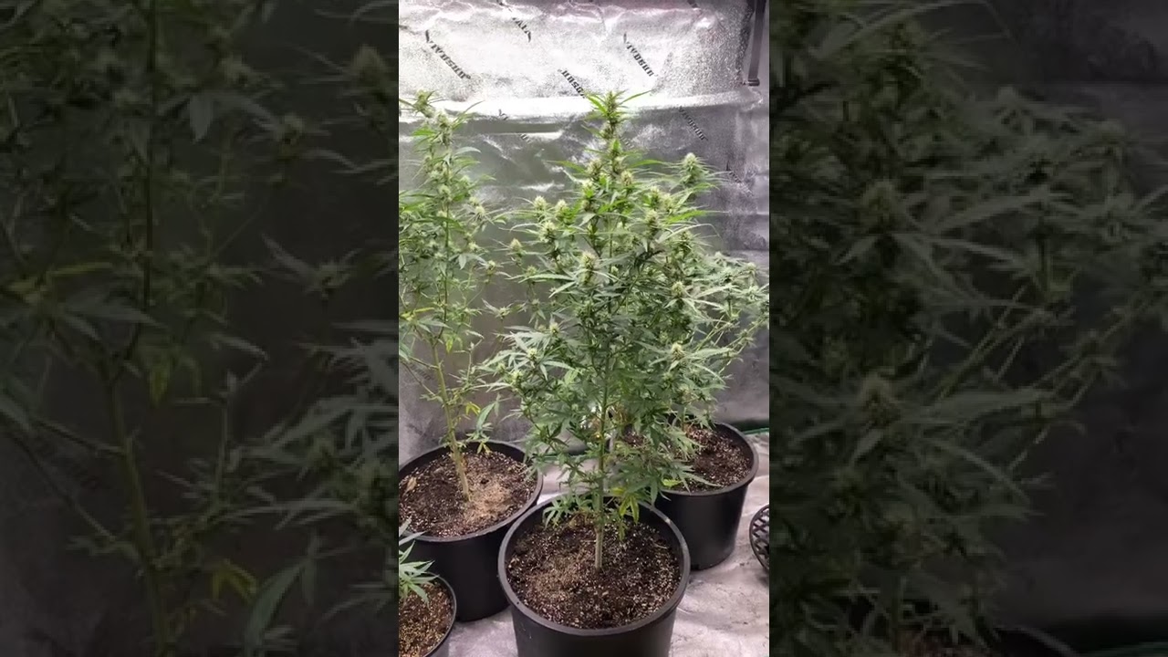 Watering plants with Bloom City Cal-Mag 2-0-0