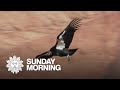How hunters can aid the California condor's comeback