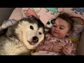 Husky Wakes My Baby &amp; Wife Up In The Cutest Way!😭. [BABY IS SO SASSY!!!]