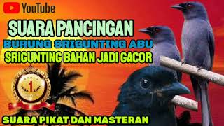 SUARA PANCINGAN BURUNG SRIGUNTING ABU ||Cocok untuk memancing burung srigunting abu ombyokan