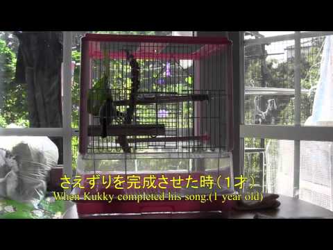 【文鳥】さえずりの練習中の時と完成時の比較 [Java Sparrow]Comparing Kukky's songs (During practice and after completed)