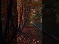 fall memories 🍂 #ambientmusic #darkambientmusic #liminalspace #aesthetic