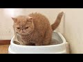 猫がトイレでうんちをするも隠せていない…(エキゾチックショートヘア)【面白動画】