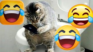 Funniest Cats And Dogs Videos 🤣😹 - Best Funny Animal Videos 2023 😹-CatBlatt by CatBlatt 358 views 11 months ago 6 minutes, 23 seconds