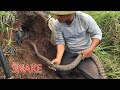 Amazing ! Use Snakes To Catch Rats In The Hole