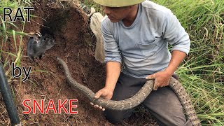 Amazing ! Use Snakes To Catch Rats In The Hole by WILD COBRA 20,535 views 2 years ago 16 minutes