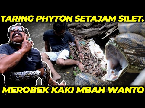 KENA TELAK ‼️TARING PHYTON ROBEK KAKI MBAH WANTO‼️