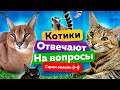 Ещё больше котиков Стрим 16 01