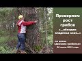 Проверяем рост грибов. "...обходим владенья свои..." Дневник грибника 20 июля 2019 г.