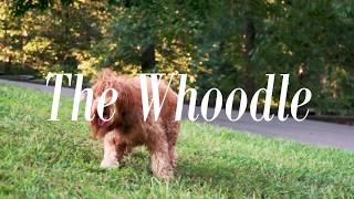The Whoodle - Feathers and Fleece Farm
