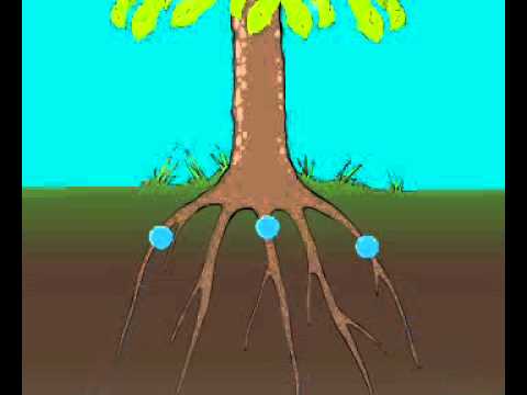Видео: Насколько велика корневая система дерева?