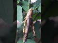 [ #shorts ] Belalang Kayu cari Makan #animal #animals #faunakita