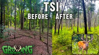 More Deer Forage And Easy, Awesome Wildlife Habitat: Before and After TSI (715)
