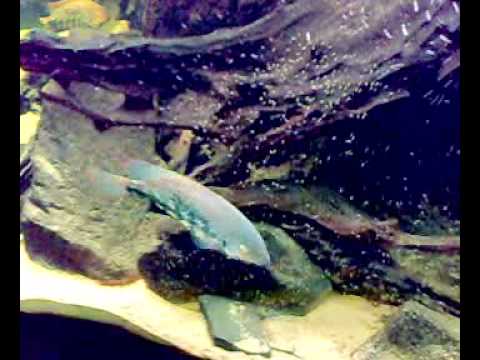 video phone beyonce mp3 Fry (day 2), Vieja sp. Coatzacoalcos 