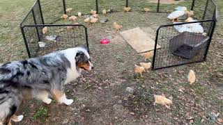 Moving the Chickens and Ducks! Australian Shepherd Learns to Herd Chickens and Ducks.