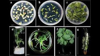 Bi̇tki̇leri̇n Her Bi̇r Hücresi̇nden Yeni̇ Bi̇r Bi̇tki̇ Oluşturulabi̇li̇r Mi̇?