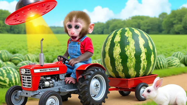 Monkey Nana drives a tractor and the Strange adventure in the watermelon Field - NANA MONKEY LIFE