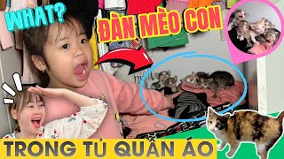 Bất Ngờ Phát Hiện Bé Mèo Hoang Đẻ Con Trong Tủ Quần Áo Của Mẹ Hà Hà Hí I Hà Hà Hí Vlog