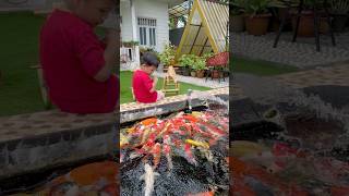 Datuan Kasih makan ikan koi #ikan #koi #minizoo #palangkaraya