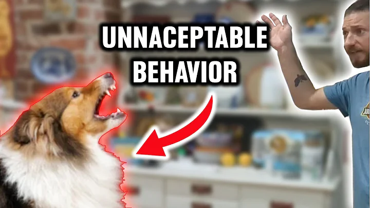 This Reactive Dog Attacks Owners When They Do Chores - DayDayNews
