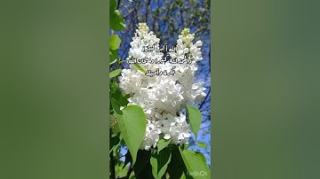 تلاوة خاشعة جميلة للقاري عبدالله الغامدي/طبيعة وطيور(لا إله إلا الله محمد رسول الله)