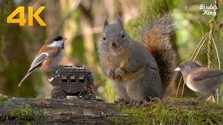 Videos for Cats and Dogs  8 Hours of Birds and Squirrels in the Woods (4K UHD)