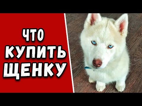 Видео: Энергия хаски – хорошая покупка?