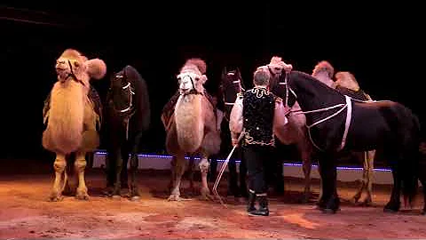 Camels & Horses / Spindler Family