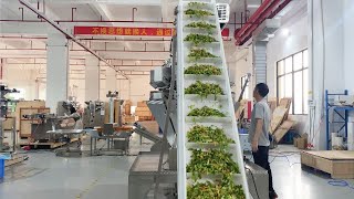 Automatic fresh salad vegetable packing machine, cutting lettuce packaging machine