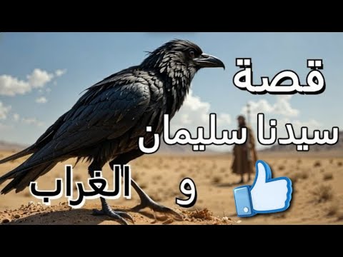 قصة النبى سليمان مع الغراب قصص الأنبياء لن تتخيل ماذا حدث