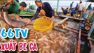 Gặp Lại Đàn Cá Khủng Khi Xuất Bè Cá Diêu Hồng | #66TV #fishing