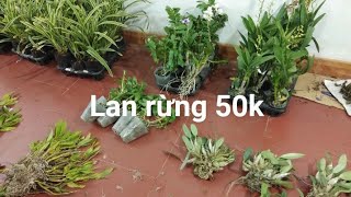 Lan rừng tối 22/5_0392598516_chớp bịp,kiếm kim long bào,vẩy rồng,kiều lộc bắc,cáo nụ, xả châu xếp..