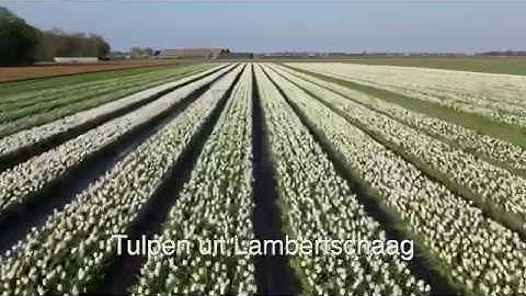 Tulpen bij Koppershorn
