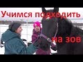 Учим коня подходить на зов. Мерин Простор. Первый урок.