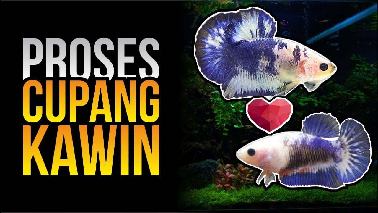 PROSES CUPANG KAWIN - Cara Mengawinkan Cupang 
